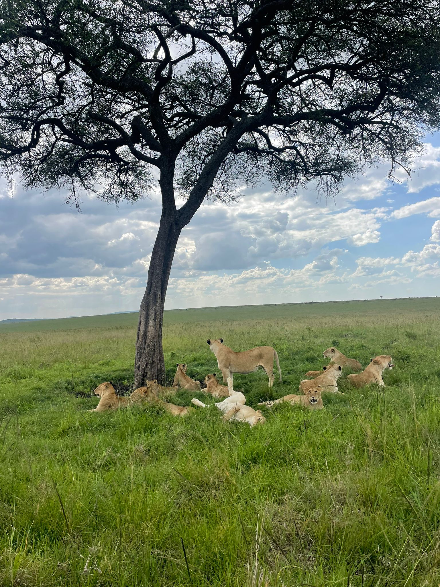 MAasai Mara Safari